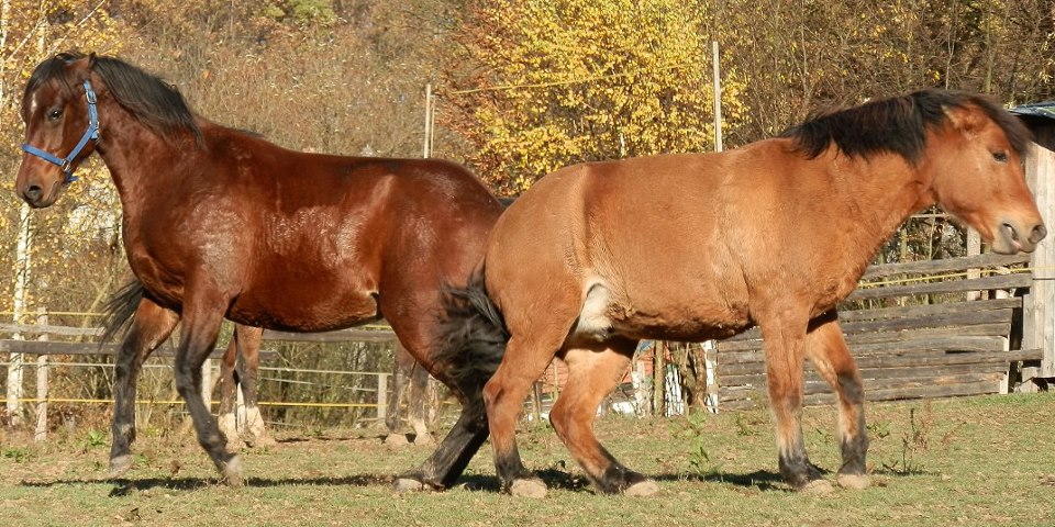 přeprava koní